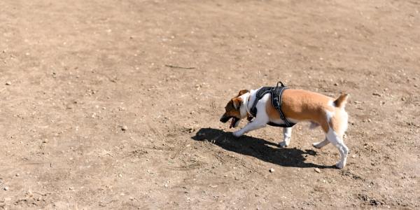 **Mastering the Art of Pointe: An Intermediate Ballet Journey**