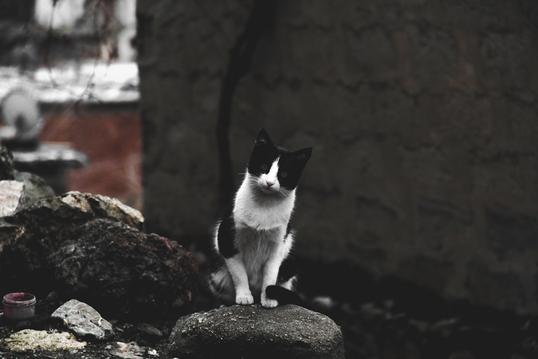 **The Perfect Playlist: Folk Dance Music That Moves Your Soul**