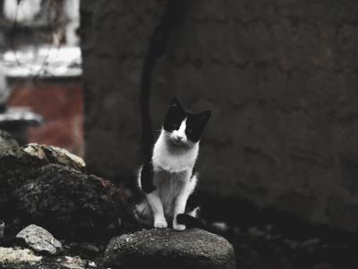 **The Perfect Playlist: Folk Dance Music That Moves Your Soul**