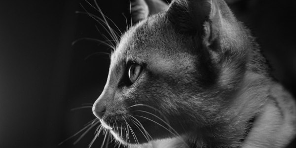 Level Up Your Flow: A Guide to Hip Hop Dance Training in Roxboro