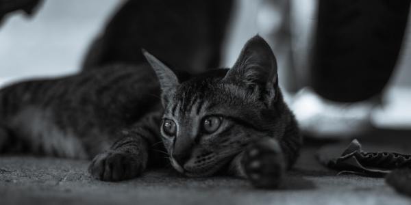 Finding Flow: A Starter's Roadmap to Contemporary Dance Foundations