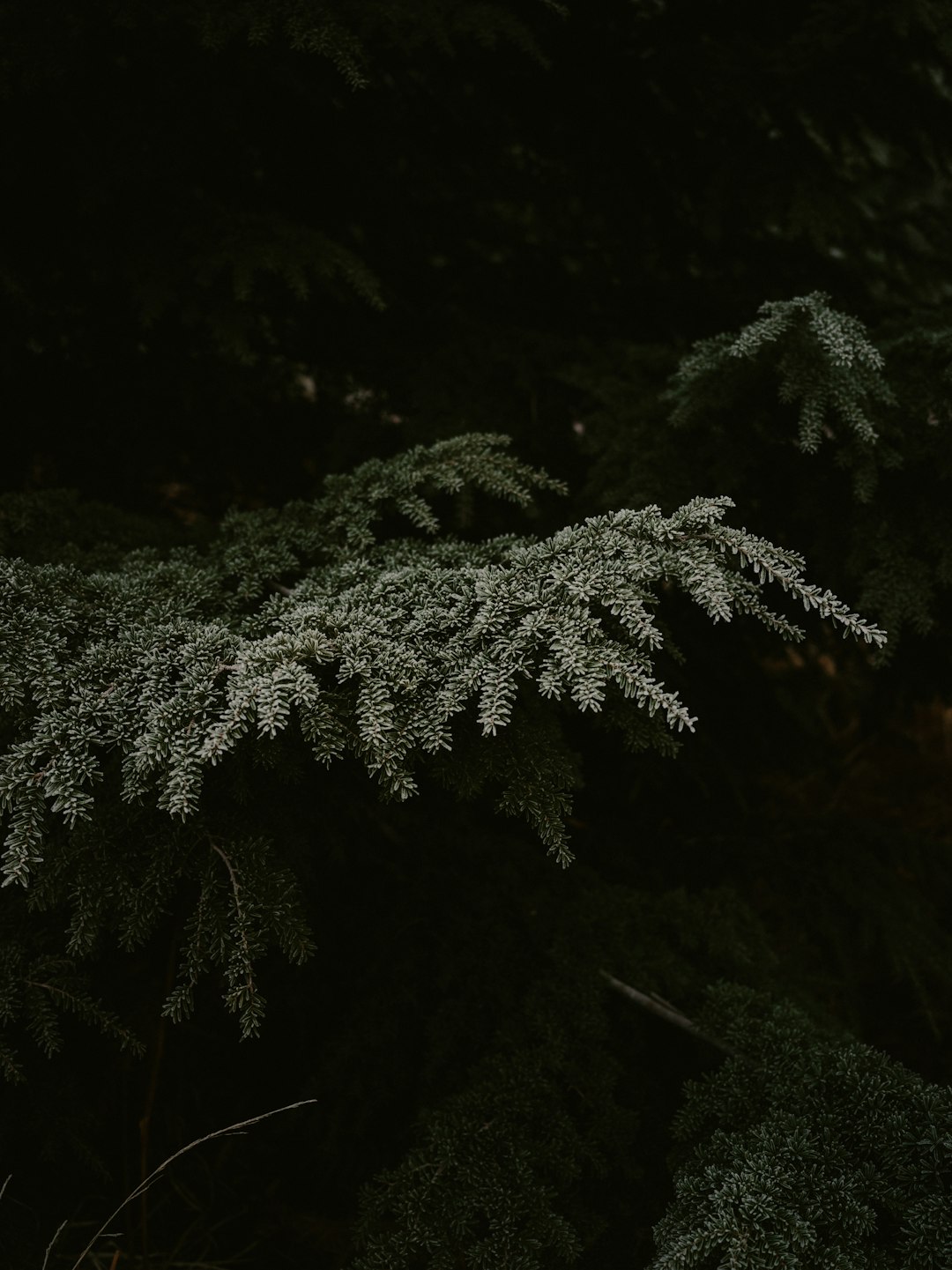 **Exploring Atlanta's Dance Scene: A Winter Wonderland of Movement and Art**