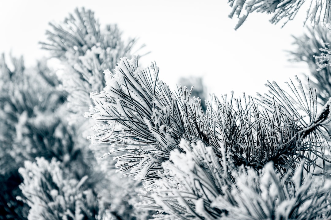 Why Those "Dancing Snowflakes" in the Sky Might Soon Predict Your Local Forecast Better Than Any App