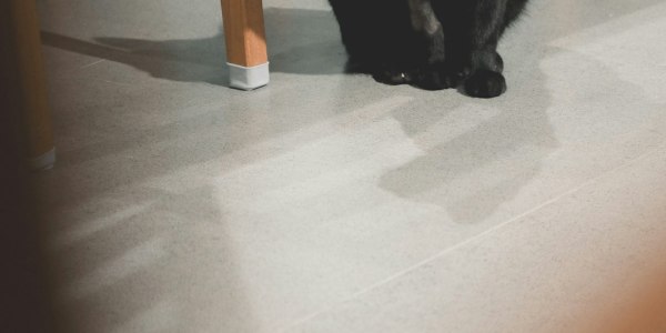 From Sequence to Artistry: An Advanced Dancer's Guide to Improvisation