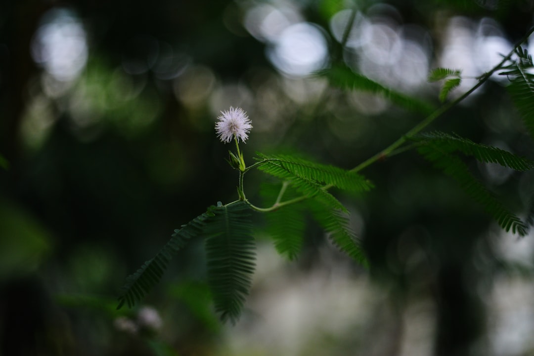 **Love’s Braided Dance: Hope in a Time of Crisis**  