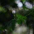 **Love’s Braided Dance: Hope in a Time of Crisis**  