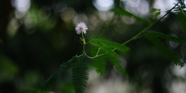 **Love’s Braided Dance: Hope in a Time of Crisis**  