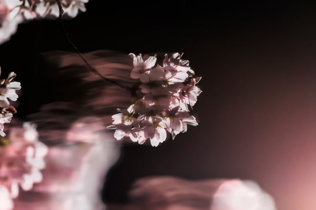 Beyond the Barre: A Strategic Guide for Intermediate Ballet Dancers Navigating the Digital Age