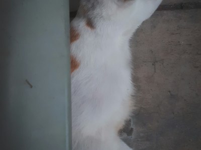 From Beginner to Champion: Irish Dance Training in Iowa