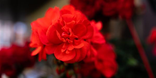 Unlocking the Passion of Flamenco: A Guide for Intermediate Dancers