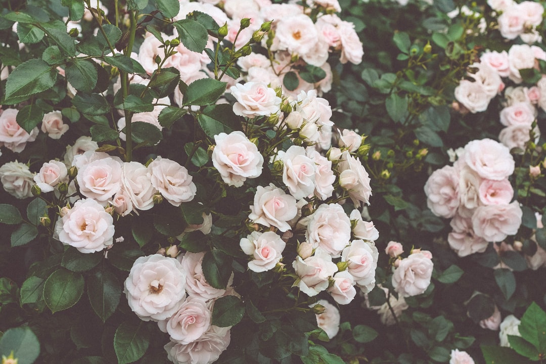 **"The Secret to Perfecting Your Waltz: Tips from the Pros"**