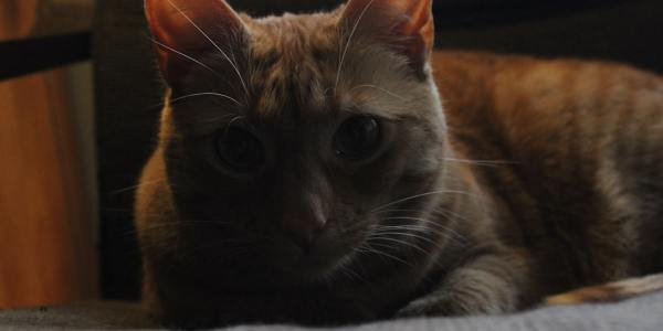 **Beat Sync: Matching Music to Krump's Intense Styles**