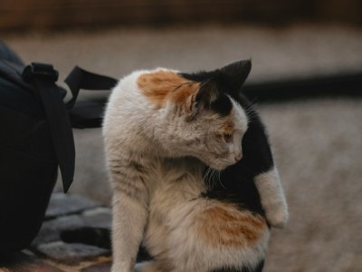 Step Into Community: Square Dance Institutions in Holladay, UT