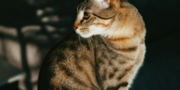 From Lebanon Junction to the Dance Floor: Where to Learn Swing in Kentucky