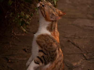 From Studio to Stage: Curating the Ultimate Contemporary Dance Playlist