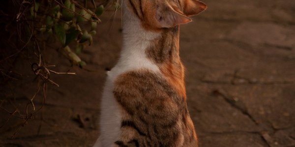 From Studio to Stage: Curating the Ultimate Contemporary Dance Playlist