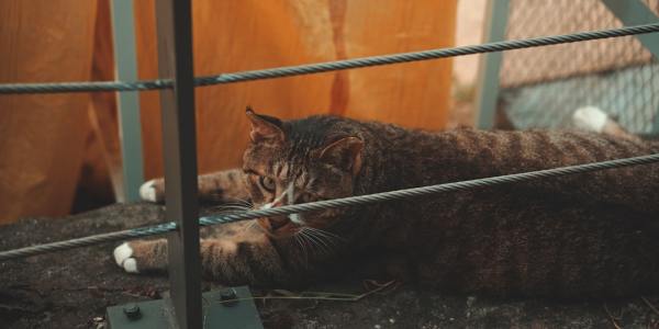 The Unspoken Language: How Lyrical Dance Translates Emotion Into Movement