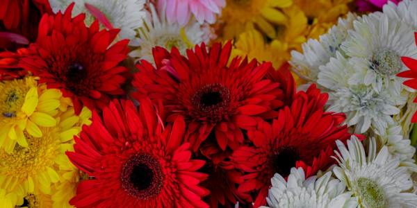 Square Dance Etiquette: How to Be a Respectful and Enjoyable Dance Partner