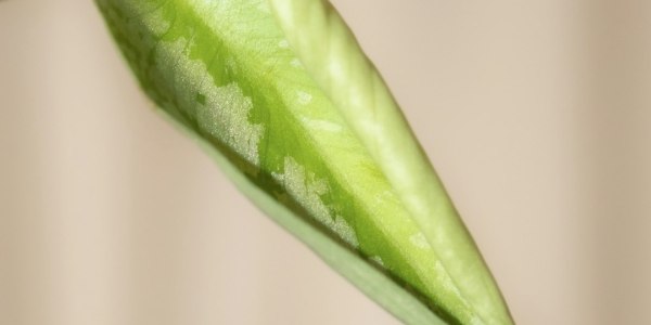 **Ricky Martin's Mini-Me is Here to Steal the Spotlight**