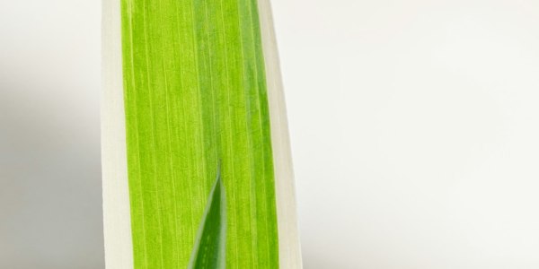 Beyond the Basics: Building Stamina and Precision for the Aspiring Competitive Dancer