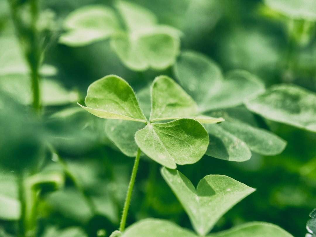 The Secret Conversation in Every Irish Dance Session (And Why Your Feet Eavesdrop)