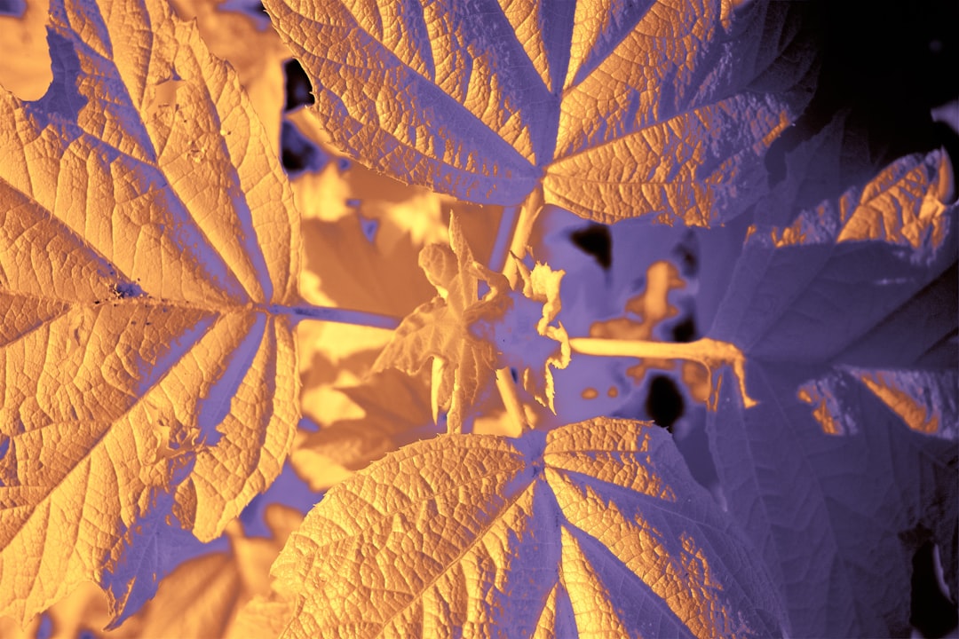 **"Beginner’s Guide to Contemporary Dance: First Steps & Essential Tips"**
