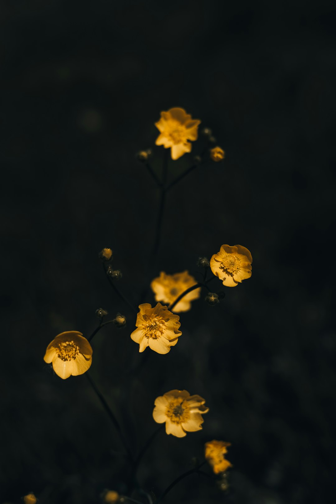 "Step into Perfection: How to Choose the Perfect Tap Dance Shoes"