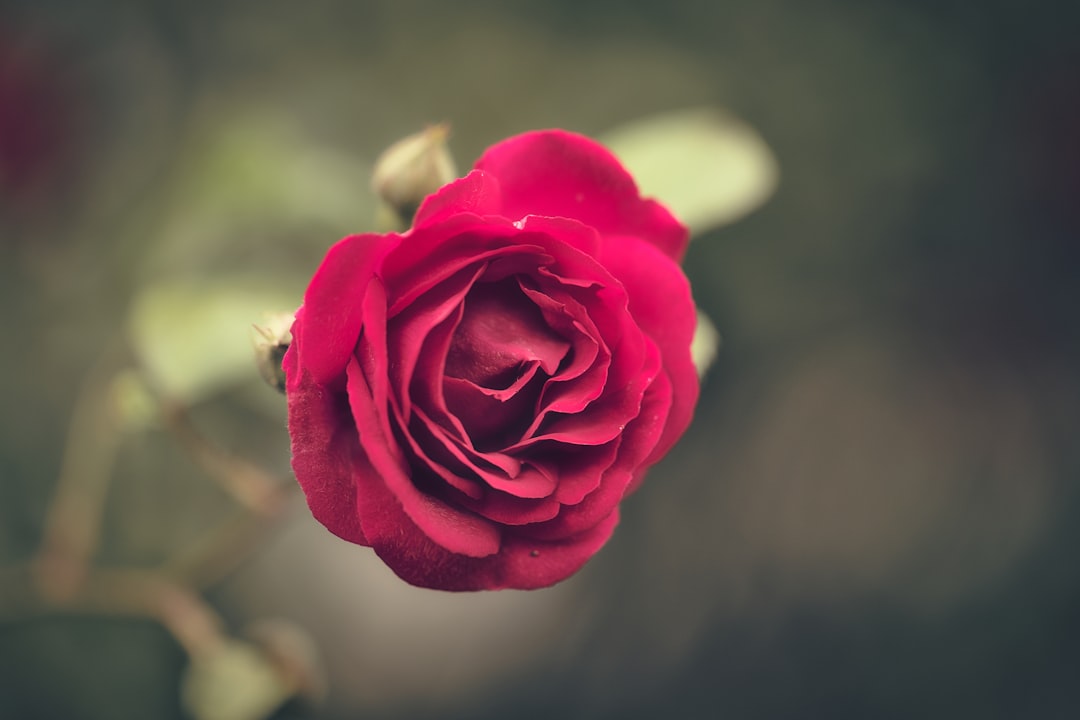 **"Top Krump Dance Studios in Ellisville, Mississippi – Where to Train Like a Pro"**