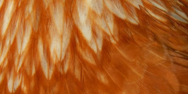 From Savoy to Socials: How Lindy Hop Builds Community