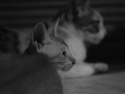 Your Next Step: Choosing an Irish Dance Academy in Asbury City