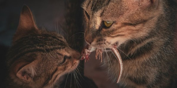 Swing Dance Shoe Guide: Finding the Perfect Pair for Your Moves