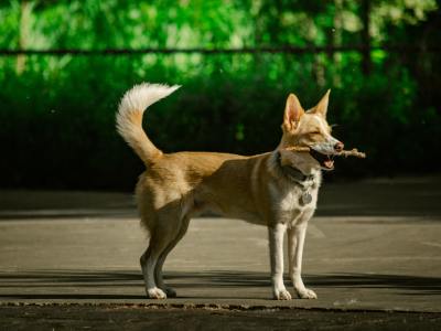 Where to Find the Beat in Driftwood: Top Irish Dance Academies
