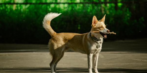 Where to Find the Beat in Driftwood: Top Irish Dance Academies