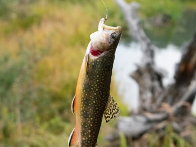 **Beyond the Berimbau: Modern Tracks for Your Capoeira Training**
