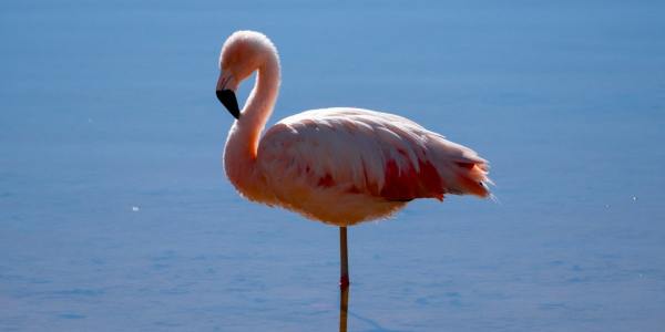 Stepping into Tradition: Your Guide to Irish Dance Training in Dover