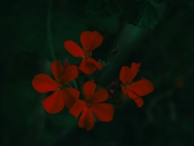 Step Into Community: La Huerta's Guide to Square Dance Classes