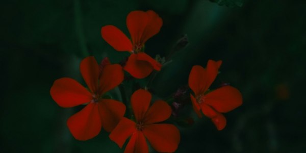 Step Into Community: La Huerta's Guide to Square Dance Classes