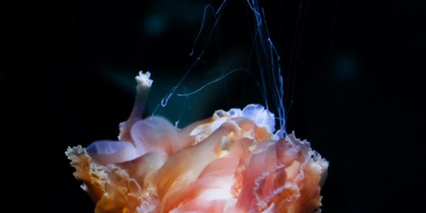 ## The Scottish Play Reborn: Why "Macbeth" as Ballet is a Stroke of Genius