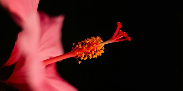 # Women Take Center Stage: Celebrating Italia Conti's 115-Year Legacy