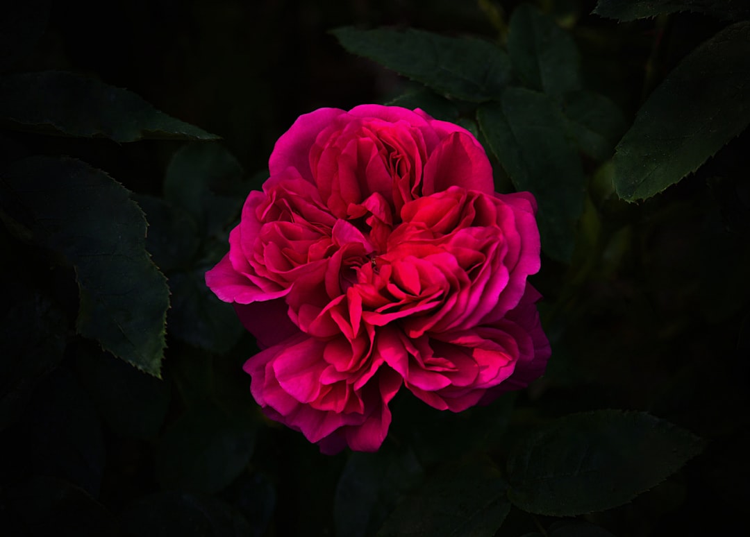 **"Tango Passion: Mastering the Art of Intimate Connection"**
