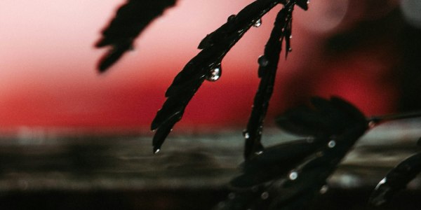 **What Martha Graham Dance Company Will Bring to Nashville's TPAC**  