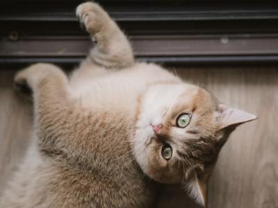 **Soundtrack Your Lyrical Journey: Must-Have Melodies**