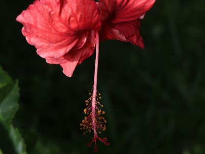 Flamenco Fashion: How to Choose the Perfect Outfit for Your Dance Style