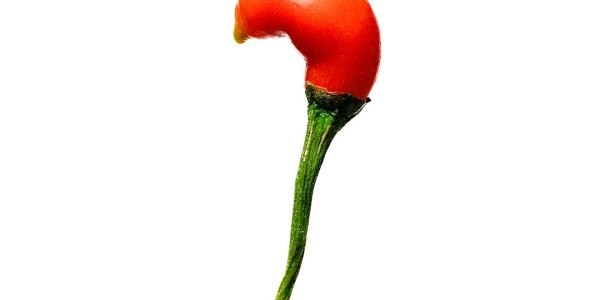 From Studio to Cypher: Translating Intermediate Krump Technique to Authentic Expression