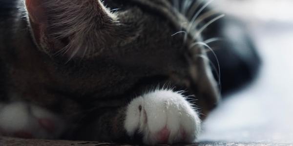 From Social Swing to Stage Pro: Your First Steps into Professional Dancing