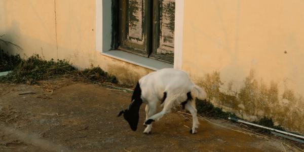 **Genre Fusion Forecast: The Hybrid Sounds Leading 2026's Dance Music Evolution**