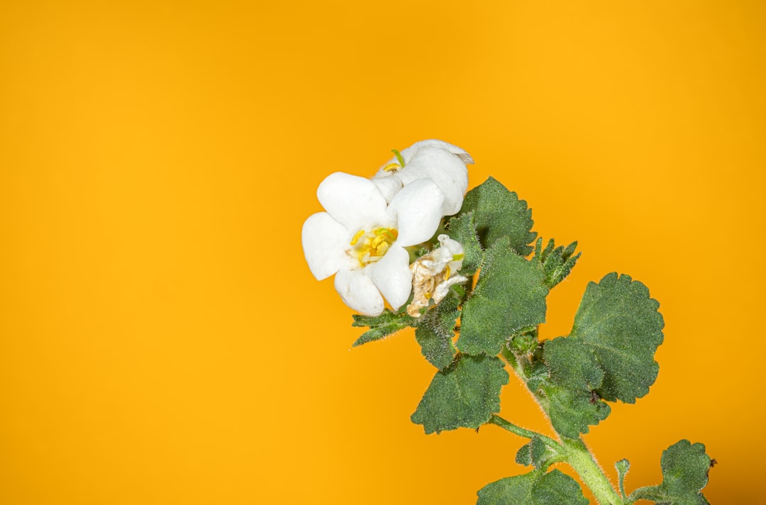 The Cumbia Tracks That Actually Set Off a Party (Not Just Background Noise)