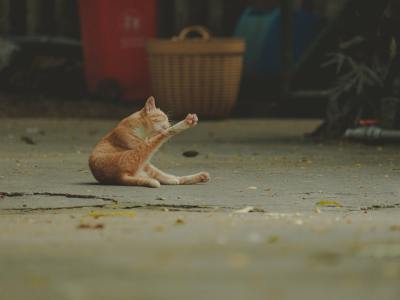Find Your Rhythm in Pinetop: Top Square Dance Classes & Clubs