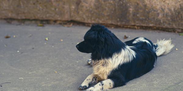 The Gravity-Defying Language of Contemporary Floorwork