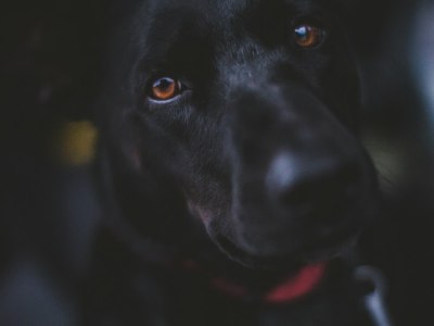 From Beginner to Champion: Irish Dance Training in Asbury Park